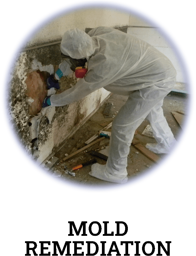 mold remediation and removal services in Conway